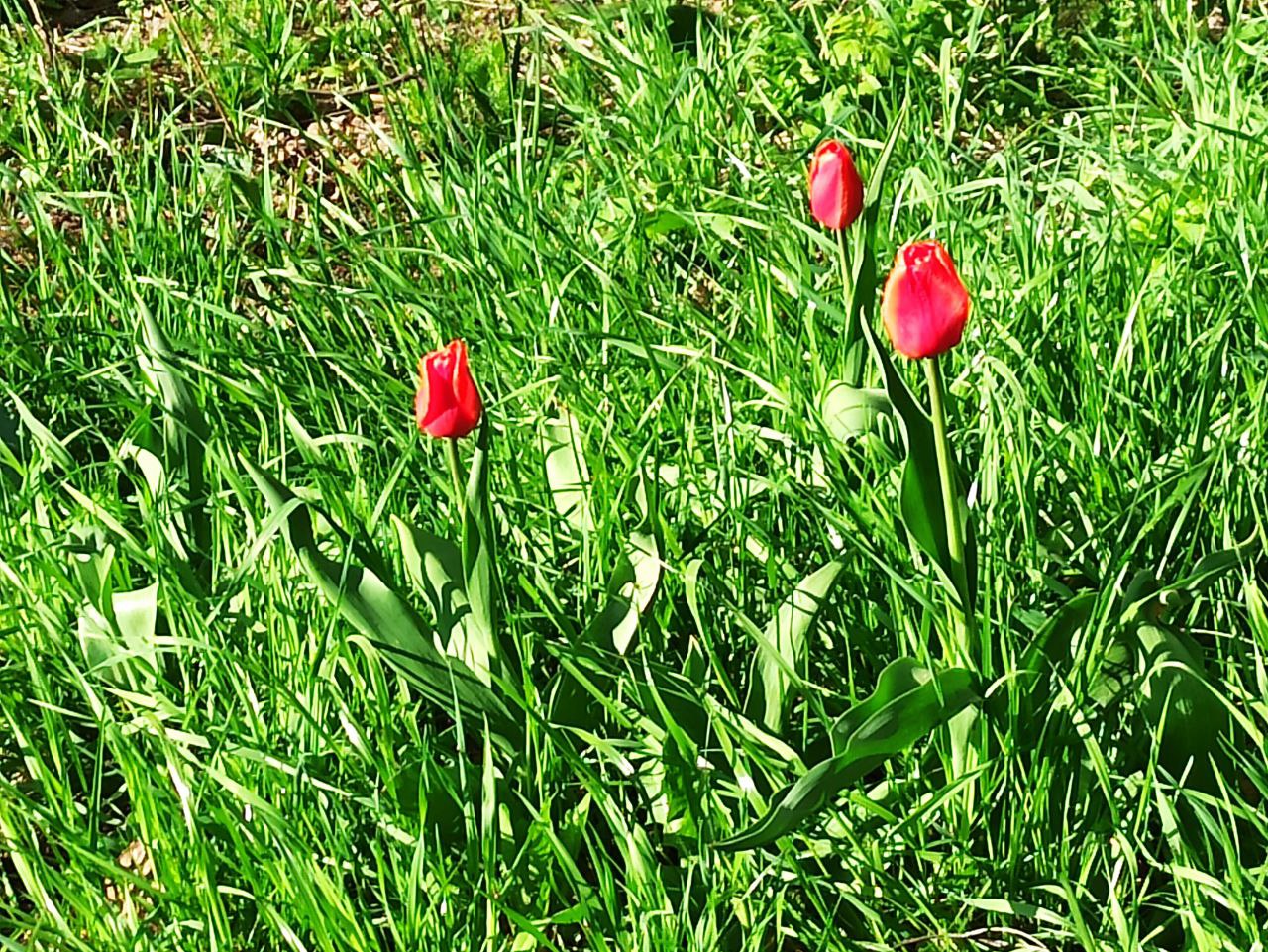 В Корабельной роще снова растут тюльпаны