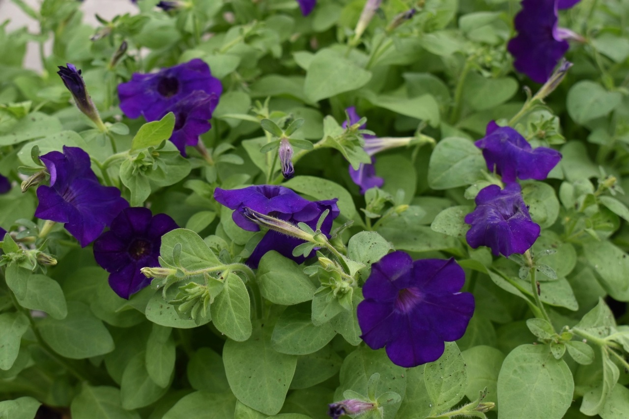 Мэр Первоуральска анонсировал масштабное озеленение города Мэр Первоуральска анонсировал масштабное озеленение города