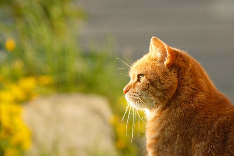 На алапаевского живодера завели уголовное дело | Жителем Алапаевска, убившим двух котов, заинтересовалась полиция