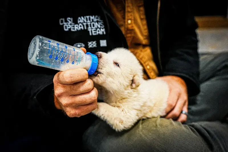 Американские ученые «воскресили» ужасных волков – этот древний вид вымер более 12 тысяч лет назад | Ученые из США «воскресили» ужасных волков из «Игры престолов» Американские ученые «воскресили» ужасных волков – этот древний вид вымер более 12 тысяч лет назад | Ученые из США «воскресили» ужасных волков из «Игры престолов»