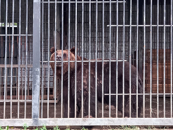 В Парке культуры и отдыха Первоуральска прокомментировали претензии по содержанию животных в зоопарке 