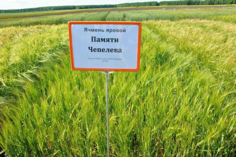 Свердловский сорт ячменя стал лидером по площади посевов в России | Уральский сорт ячменя «Памяти Чепелева» возглавил десятку сортов-лидеров в России Свердловский сорт ячменя стал лидером по площади посевов в России | Уральский сорт ячменя «Памяти Чепелева» возглавил десятку сортов-лидеров в России
