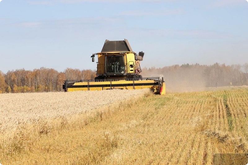 В Свердловской области выросла урожайность зерновых: планируется собрать около 780 тысяч тонн зерна | На Урале отметили высокие темпы сбора урожая