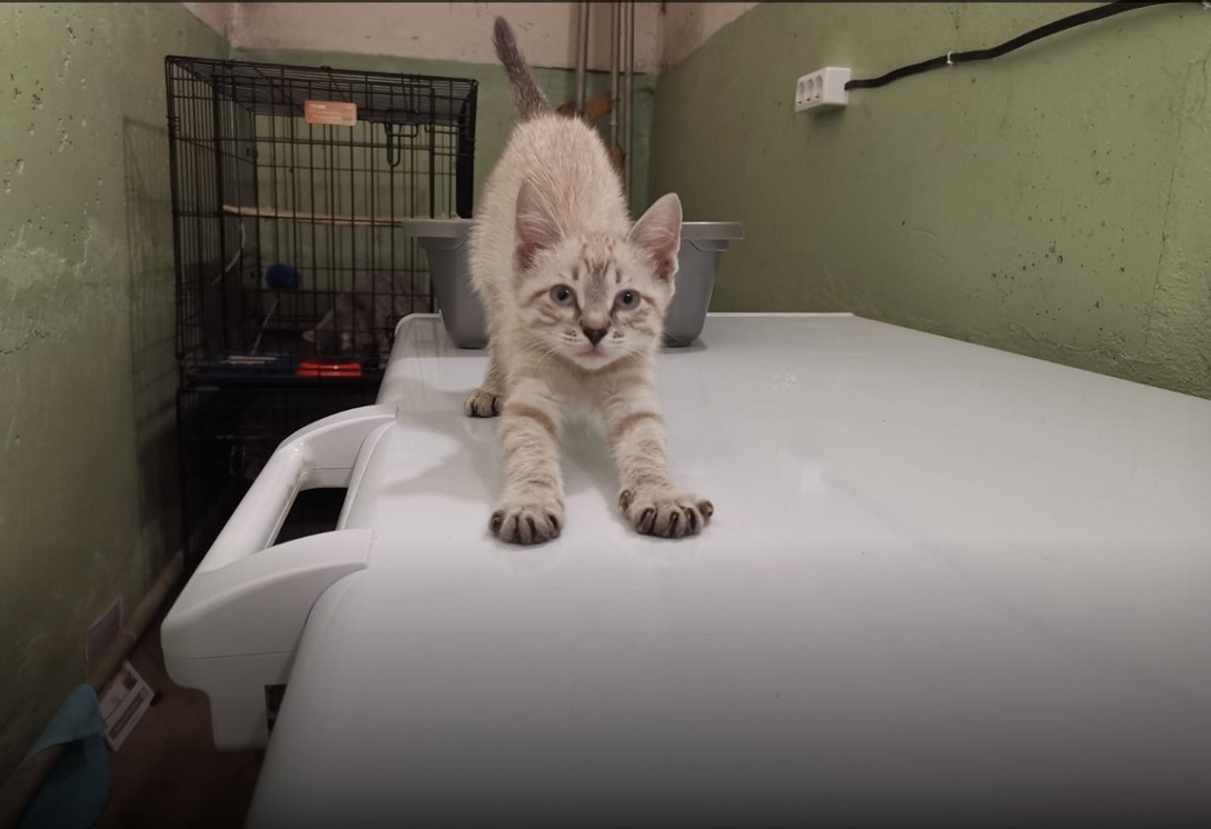 «Спасённая кошка приносит счастье» — под Первоуральском едва не замёрзла кошачья семья