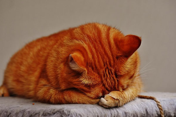 Заметили, что кот яростно трясет лапами после туалета? Ветеринар назвал 4 причины — от безобидных до опасных Заметили, что кот яростно трясет лапами после туалета? Ветеринар назвал 4 причины — от безобидных до опасных