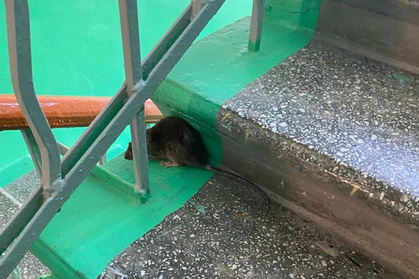 «А где коты?» — жители Первоуральска жалуются на крыс