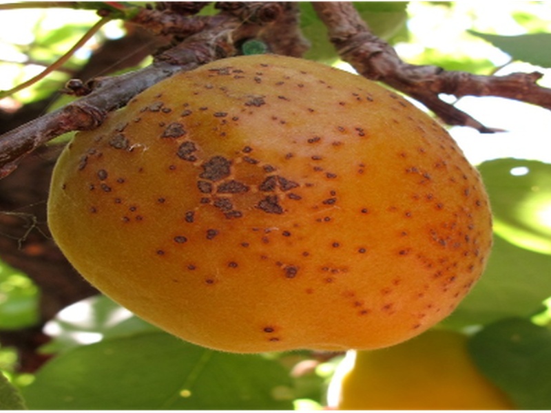 Хурма с вредителями в Свердловской области: что нашли в партии из Азербайджана | В Свердловскую область ввезли зараженную хурму: что нашли в партии