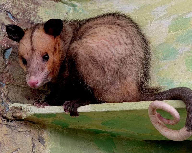 На Урал из Москвы привезли парочку южных опоссумов: Оззи и Хизер | В Свердловскую область привезли двух южных опоссумов из Москвы