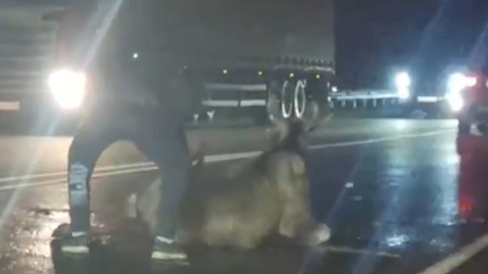 В Первоуральске выясняют личности граждан, изрубивших раненного лося