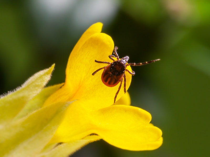 Более 2500 жителей Первоуральска готовы к сезону клещей благодаря вакцинации | Уральцы начали готовиться к сезону клещей благодаря вакцинации