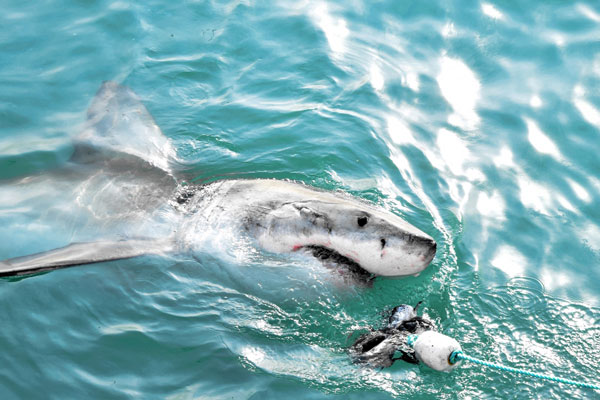 В России нашли кости мегалодона | На территории Ростовской области нашли останки мегалодона 