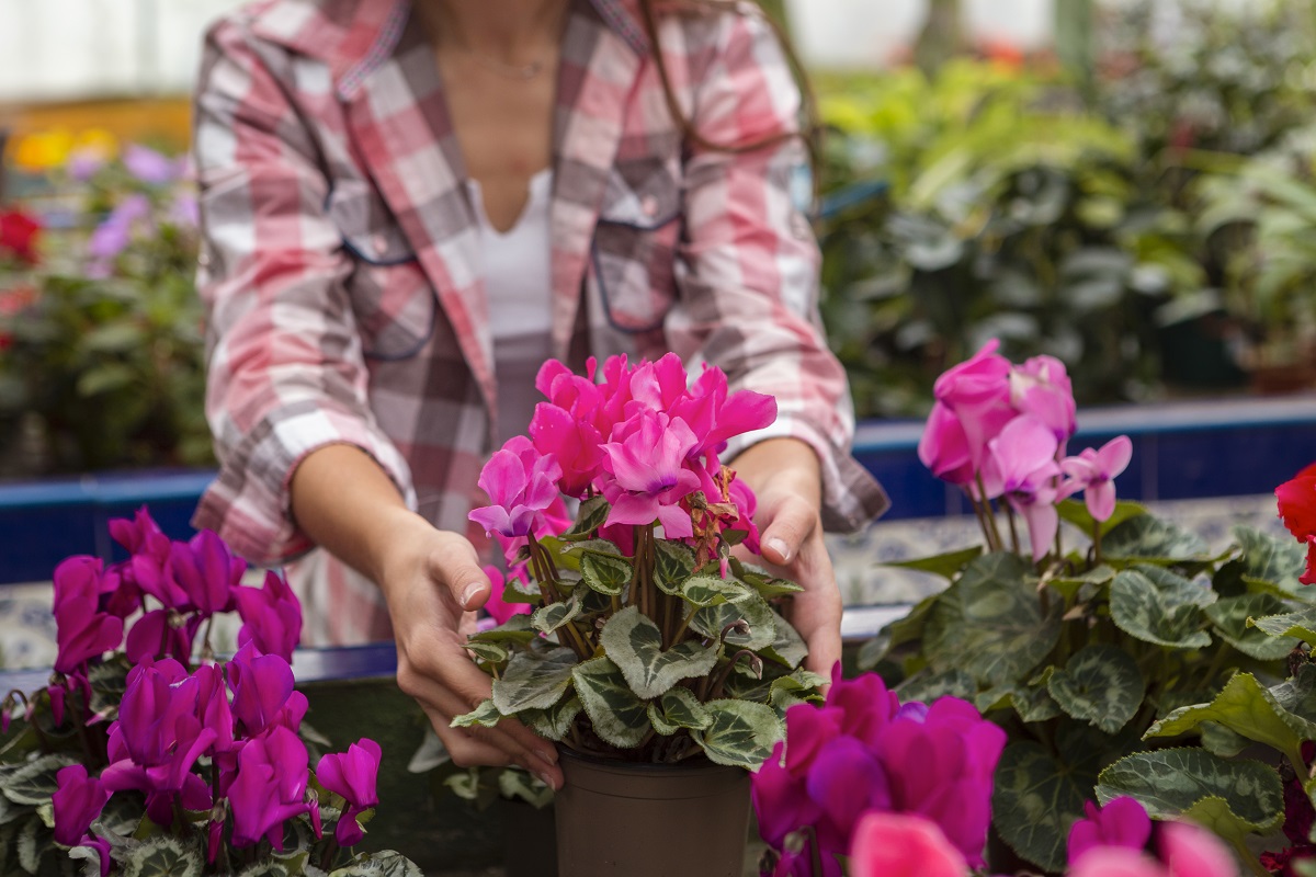 Одна неприхотливая красавица на солнце и в тени — и уход свелся к нулю: звезда клумбы без капризов