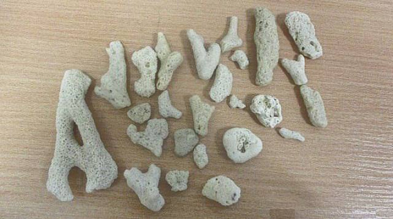 На Урале задержали туристку с кораллами из Красной книги | Уральские таможенники задержали пассажирку с 25 кораллами