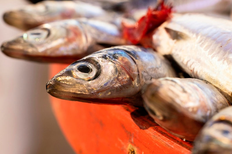 В какой рыбе больше всего глистов? Биолог рассказал, как распознать рыбу с паразитами и защититься от них | Специалист рассказал, как не отравиться паразитами из речной рыбы