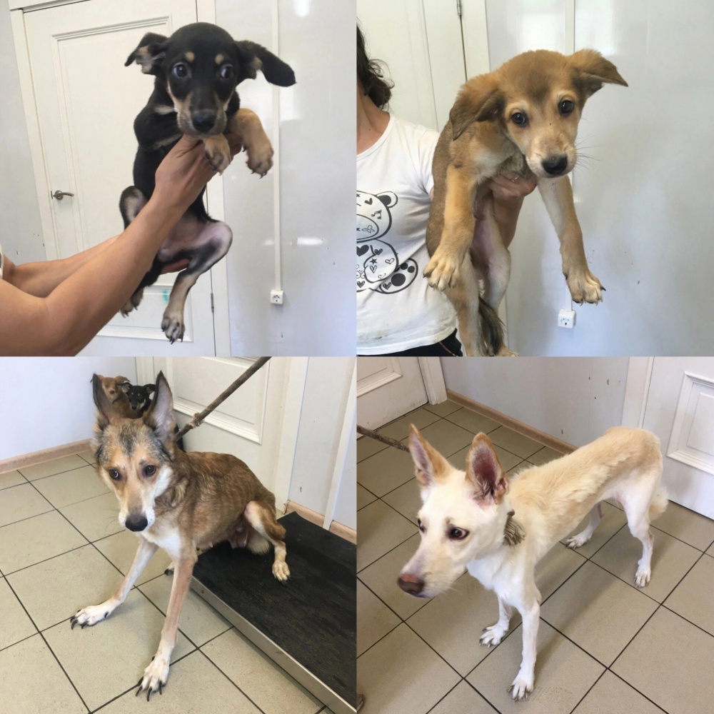 Активисты зоозащитного движения спасли истощенных собак в Первоуральске | В Первоуральске активисты спасли истощенных собак