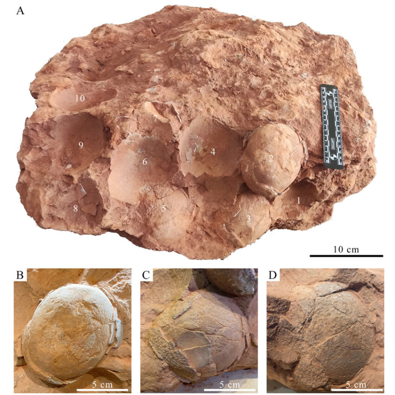 Китайские ученые нашли самое маленькое яйцо динозавра | В Китае обнаружили самое маленькое яйцо динозавра Китайские ученые нашли самое маленькое яйцо динозавра | В Китае обнаружили самое маленькое яйцо динозавра