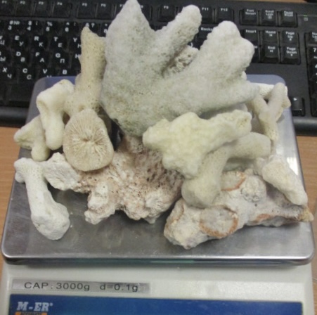 В Свердловской области таможенники изъяли у пассажирки из Дубая более сотни кораллов | На Урале в багаже пассажирки из Дубая нашли 124 коралла