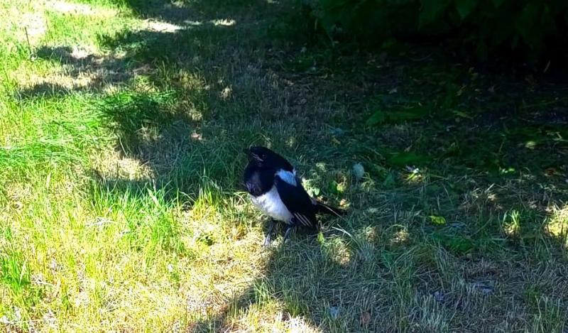 На Урале сорока-мать нападала на людей, защищая раненого птенца у здания суда: детеныша удалось спасти | Сотрудники свердловского суда спасли птенца сороки На Урале сорока-мать нападала на людей, защищая раненого птенца у здания суда: детеныша удалось спасти | Сотрудники свердловского суда спасли птенца сороки