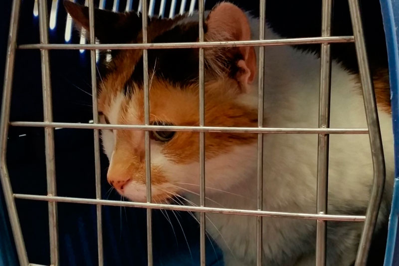 Готовность взять животное из приюта будут проверять с помощью теста: в России реализуют новую инициативу | В России запустили тест на готовность взять животное из приюта